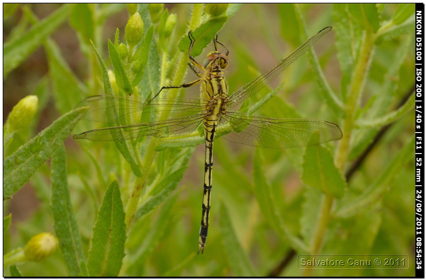 Orthetrum trinacria